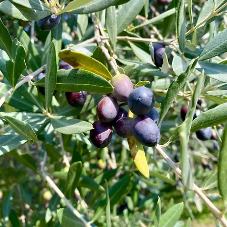 Agri-alloggio Le Poscole Al Canton *